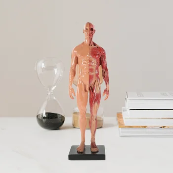 Анатомическая модель мышц из смолы, человеческое тело, Опорно-двигательный аппарат, Женские Мужские фигуры, Изучение Анатомии кожи и обучение